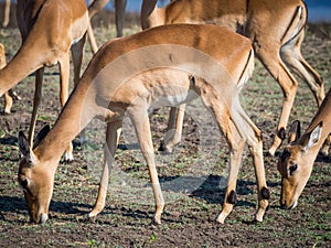 Group of impala antelopes feeding and grazing in front of Chobe River, Chobe National Park, Botswana, Africa