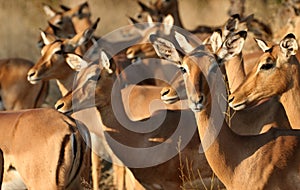 Group of impala females photo