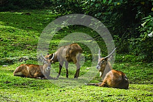 Group of impala sitting on the grass