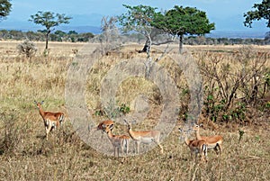 Group Impala in tree Savannah Tanzania photo
