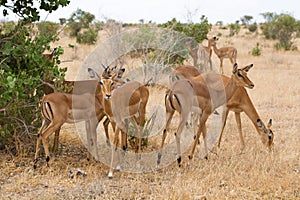 Group of impala in Tsavo Natioanl Park