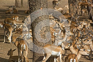 Group of Impalas