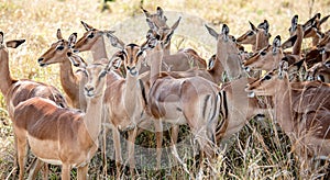 Group of Impalas (Aepyceros Melampus) in the African Savannah