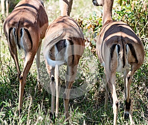 Group of Impalas (Aepyceros Melampus) rear view at Kruger National Park photo