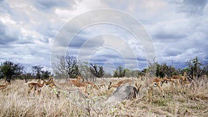 Group of Impalas in Kruger National park, South Africa