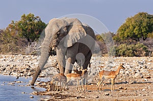 Group of Impalas and a male elephant drinking in a waterhole in the Etosha National Park