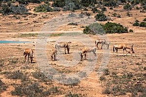 A group of Impalas near a waterhole in the Addo Elephant National Park, near Port Elizabeth, South africa