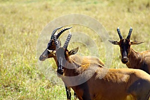 Group of impalas in sa savannah of Kenya Africa