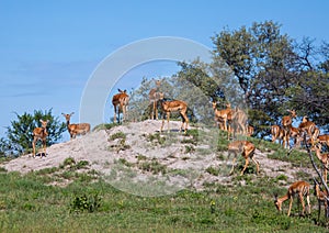 A group of Impalas in the savannah grass of the Bwabwata Nationalpark at Namibia