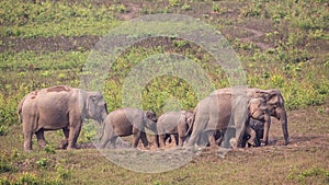 Group of Indian Elephants in Prairie