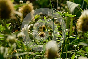 Group of indian flowers at evening coverup with spider web photo