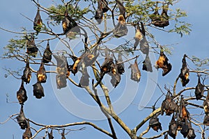 Colony of Indian flying fox bat, Pteropus, giganteus photo