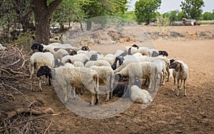 Group of Indian Goat or Sheep in Village