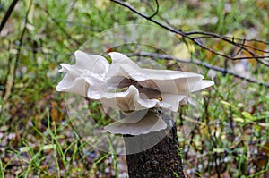 Group of Indian oyster mushrooms in wood