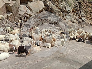 A group of Indian sheeps.