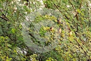 A group of Indian Silver bill bird