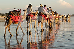 Group of individuals enjoy camel rides along the stunning beach in Western Australia.