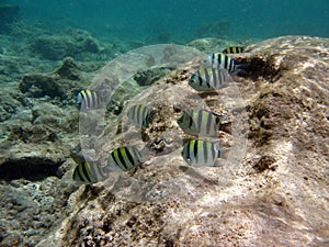 Group of Indo-Pacific Sergeant photo