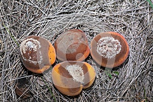 Group of infected and rotten apricots fall to the ground, Monilia laxa infestation plant disease