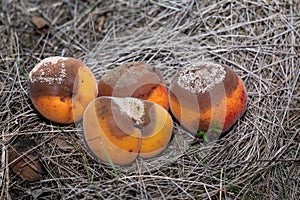 Group of infected and rotten apricots fall to the ground, Monilia laxa infestation plant disease