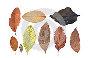 Group of isolated colorful dry and fresh leaves and many shapes on white background