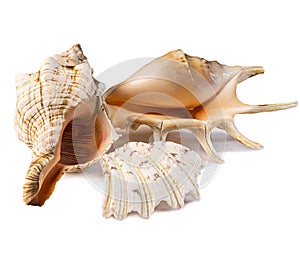 Group of isolated different seashells on the white background