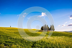 Group of italian cypresses near San Quirico dÂ´Orcia - aerial view - Beautiful landscape Scenery -  Val dâ€™Orcia, Tuscany, Italy