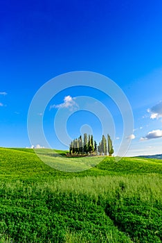 Group of italian cypresses near San Quirico dÂ´Orcia - aerial view - Beautiful landscape Scenery -  Val dâ€™Orcia, Tuscany, Italy