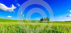 Group of italian cypresses near San Quirico dÂ´Orcia - aerial view - Beautiful landscape Scenery -  Val dâ€™Orcia, Tuscany, Italy