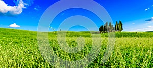 Group of italian cypresses near San Quirico dÂ´Orcia - aerial view - Beautiful landscape Scenery -  Val dâ€™Orcia, Tuscany, Italy