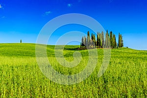 Group of italian cypresses near San Quirico dÂ´Orcia - aerial view - Beautiful landscape Scenery -  Val dâ€™Orcia, Tuscany, Italy