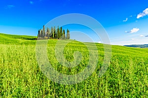 Group of italian cypresses near San Quirico dÂ´Orcia - aerial view - Beautiful landscape Scenery -  Val dâ€™Orcia, Tuscany, Italy