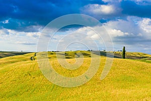 Group of italian cypresses near San Quirico dÂ´Orcia - aerial view - Beautiful landscape Scenery -  Val dâ€™Orcia, Tuscany, Italy