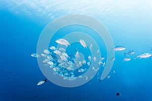 Group of jack fish