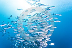 Group of jack fish