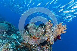 Group of jack fish and stingray