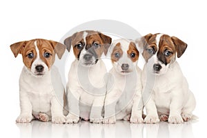 Group of Jack Russell puppies