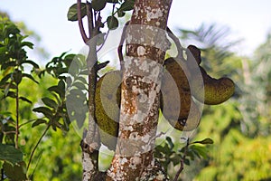 a group of Jackfruit hanging on tree branches in the garden