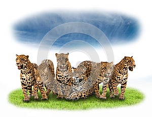 Group of jaguar