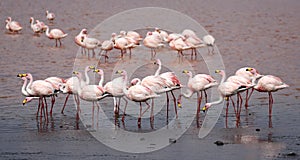 Group of James Flamingo at Laguna Colorada & x28;Bolivia& x29;