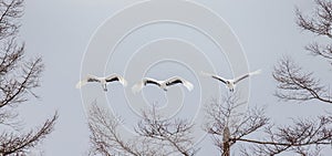 Group of Japanese cranes in flight. Japan.