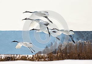 Group of Japanese cranes in flight. Japan.