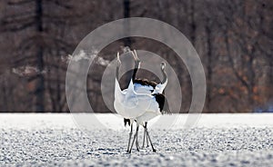 Group of Japanese cranes are walking together in the snow and scream mating sounds. Frost. There is steam from the beaks.