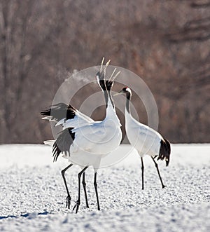 Group of Japanese cranes are walking together in the snow and scream mating sounds. Frost. There is steam from the beaks.