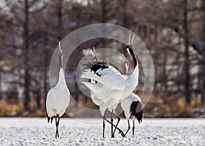 Group of Japanese cranes are walking together in the snow and scream mating sounds. Frost. There is steam from the beaks.