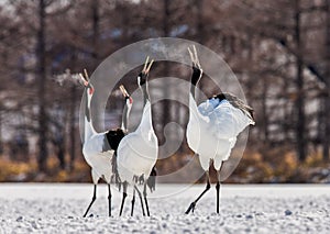 Group of Japanese cranes are walking together in the snow and scream mating sounds. Frost. There is steam from the beaks.