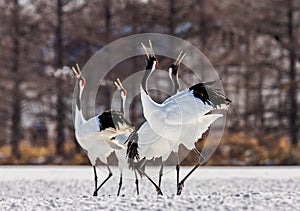 Group of Japanese cranes are walking together in the snow and scream mating sounds. Frost. There is steam from the beaks.