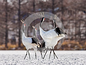 Group of Japanese cranes are walking together in the snow and scream mating sounds. Frost. There is steam from the beaks.