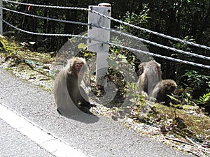 Gruppo da giapponese macachi 