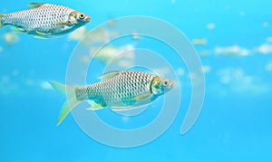 Group of Java barb fish Barbonymus gonionotus swimming in aquarium